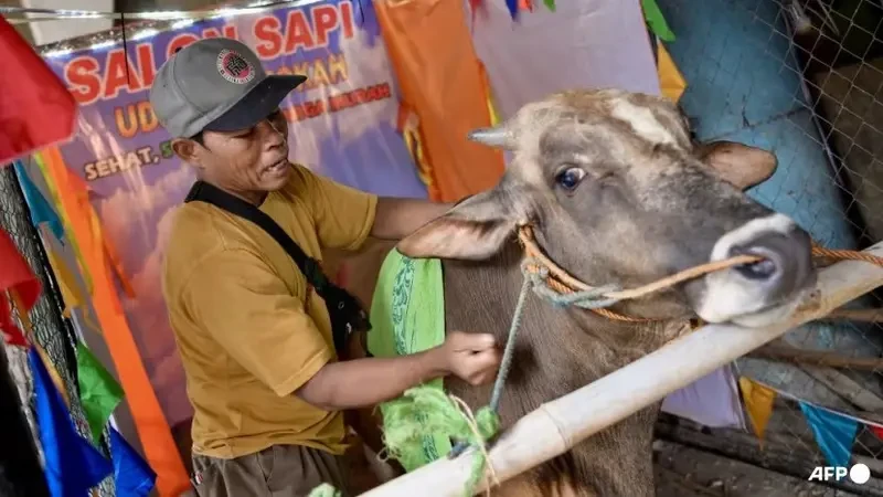 Salon Sapi: Merawat Hewan Kurban dengan Cinta di Jakarta Utara