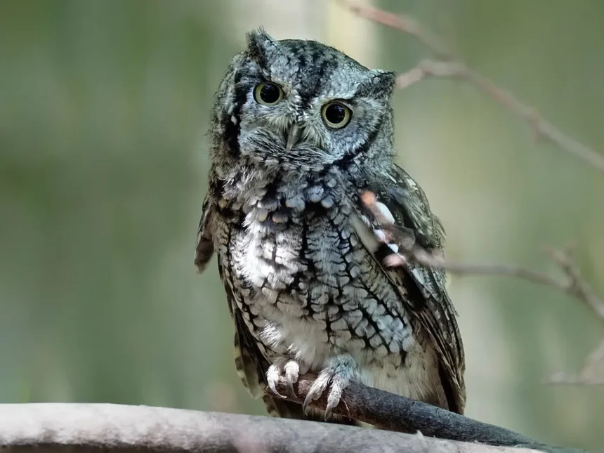 Benarkah Burung Hantu Pertanda Hamil? Simak Penjelasannya! Mitos dan Fakta yang Perlu Diketahui