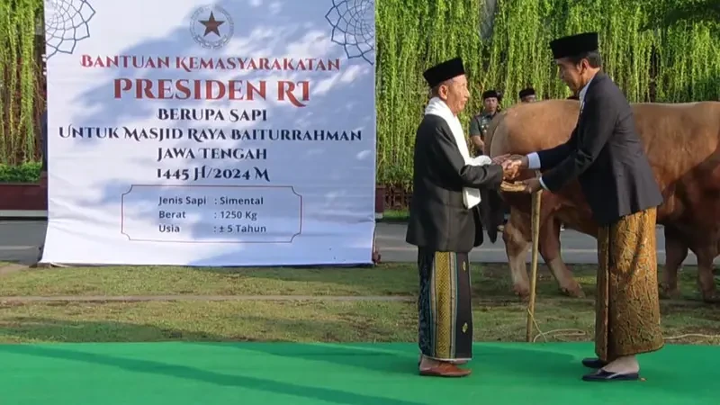 Jokowi Berkurban Sapi Limosin Berbobot 1,25 Ton di Masjid Baiturrahman Semarang
