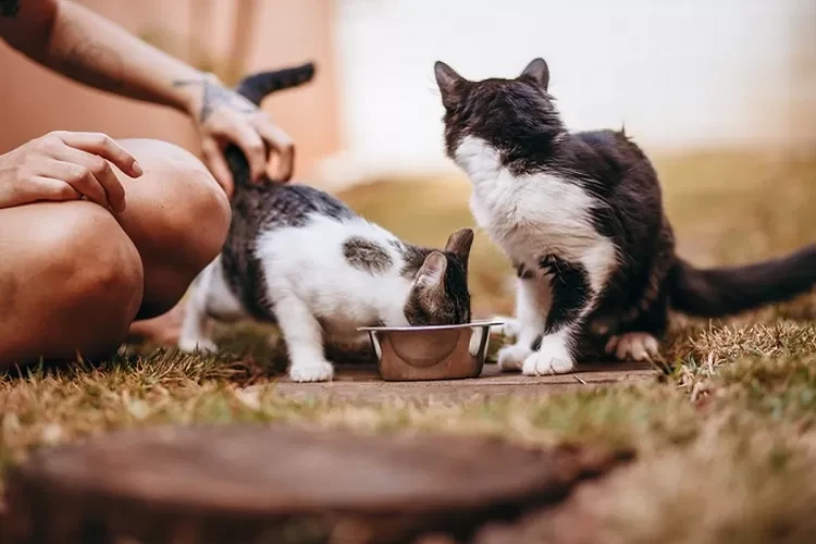 Cinta Kucing Tapi Tak Boleh Beri Makan? Aturan Baru GBK Picu Kontroversi