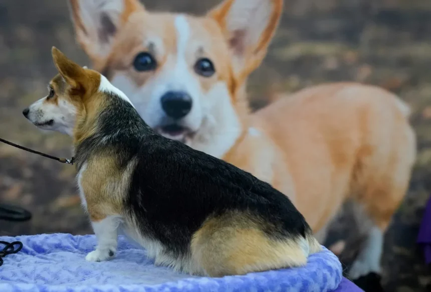 Corgi Nasional untuk Merayakan Keunikan Anjing Kaki Pendek Favorit Dunia
