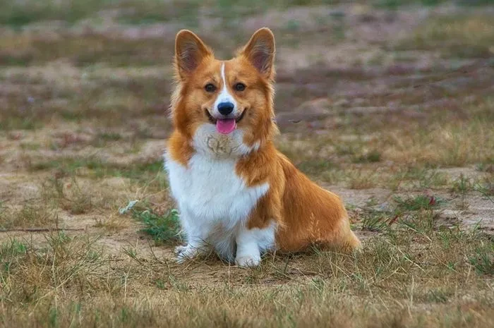 Hari Corgi Internasional, Ada Apa di Balik Peringatan Anjing Kaki Pendek Ini?