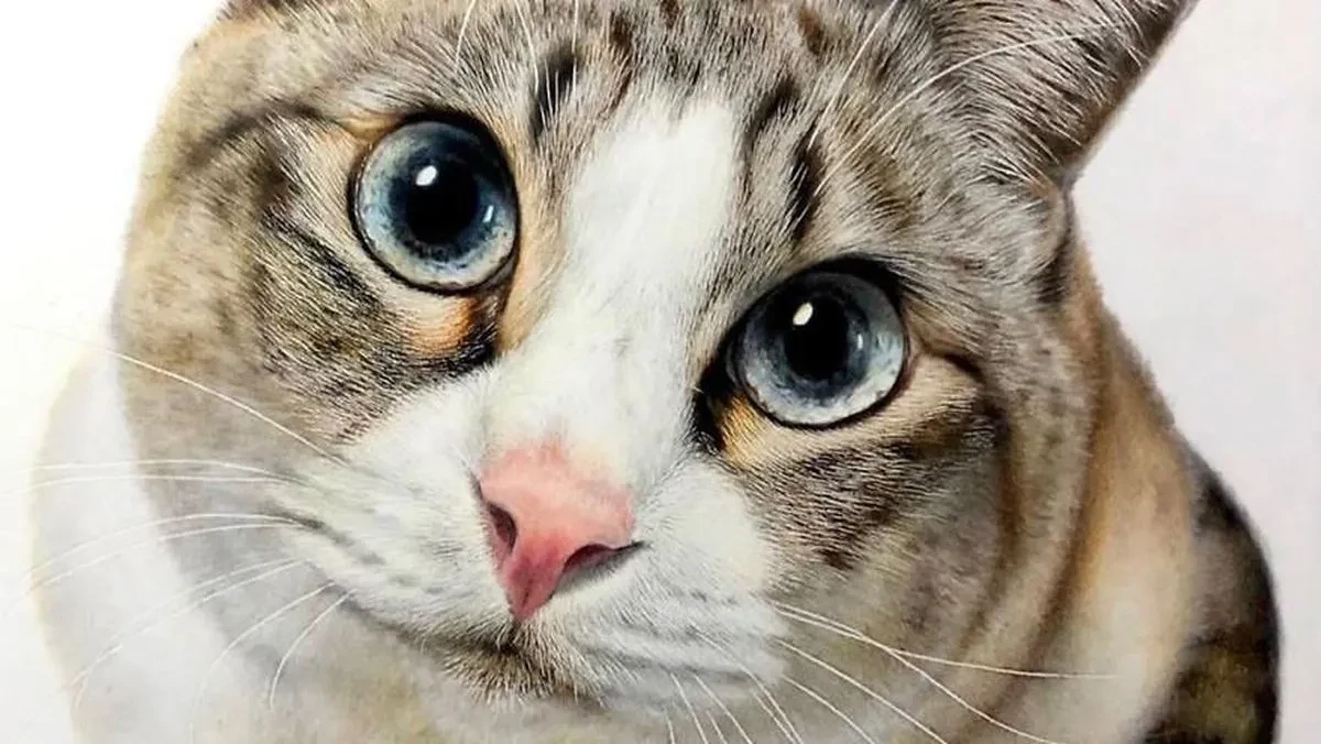 GBK Dituding Tak Peduli Hewan, Warganet Kecam Larangan Beri Makan Kucing Liar_Jurnal Faktual