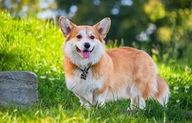 Merayakan Hari Corgi Sedunia dengan Memahami Anjing Kaki Pendek yang Menggemaskan!