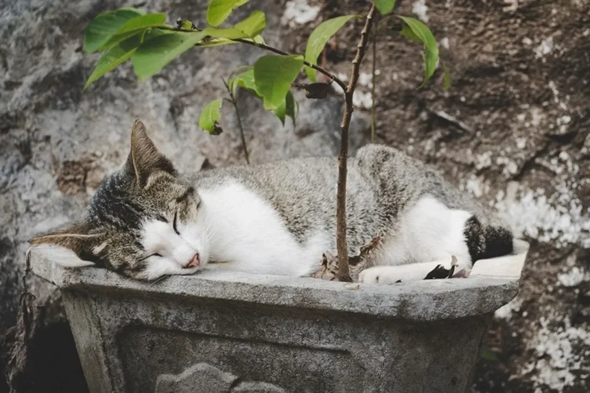 Polemik Larangan Memberi Makan Kucing Liar di GBK! Antara Kesejahteraan Hewan dan Keindahan Taman