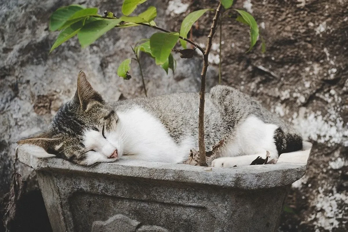 Polemik Larangan Memberi Makan Kucing Liar di GBK! Antara Kesejahteraan Hewan dan Keindahan Taman