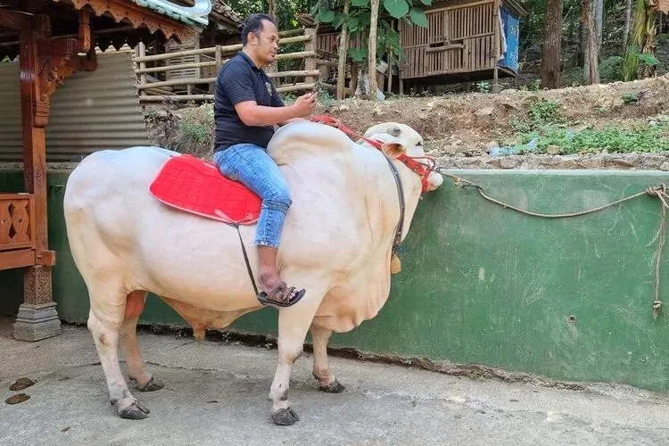 Mengenal Sapi Kurban Presiden Jokowi: Satrio Bimo, Berat 934 Kg, Harganya Hampir Rp 100 Juta