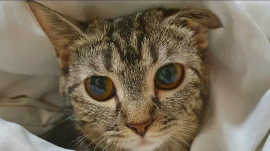 Kucing Liar GBK Tak Boleh Diberi Makan! Kebijakan untuk Kebersihan dan Estetika Taman