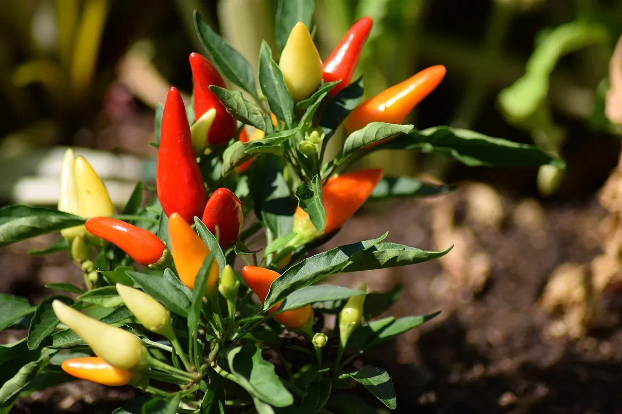 Apakah Cabe Membuat Kurus?