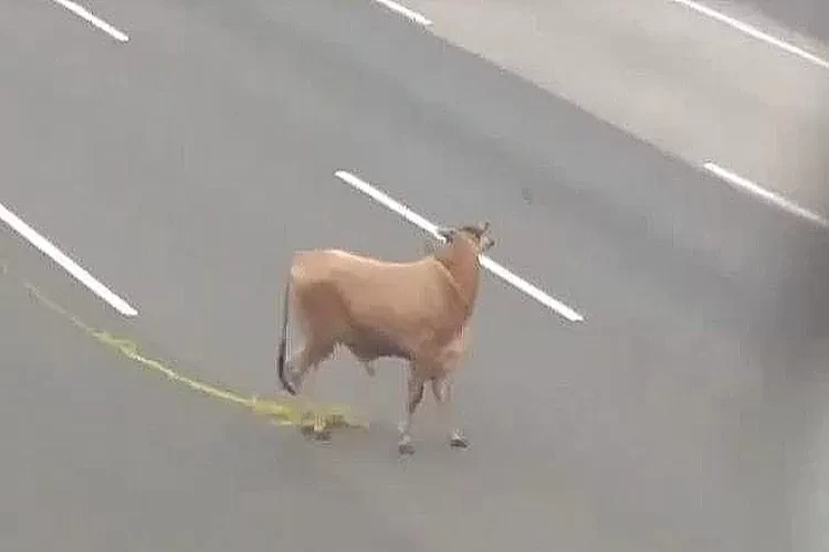 Sapi Kurban Lepas di Tol Jagorawi Jelang Iduladha, Netizen: Mau Cari Rest Area Pi?