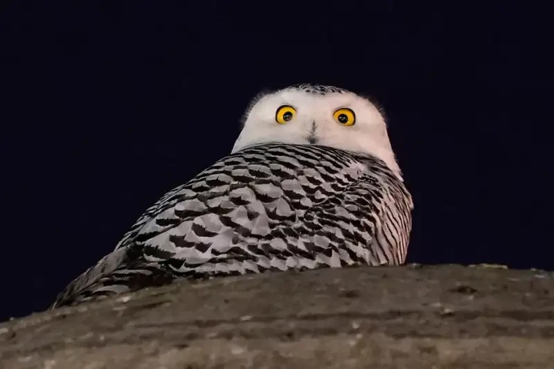 Kedatangan Burung Hantu di Atap Rumah, Haruskah Ditolak atau Disambut?