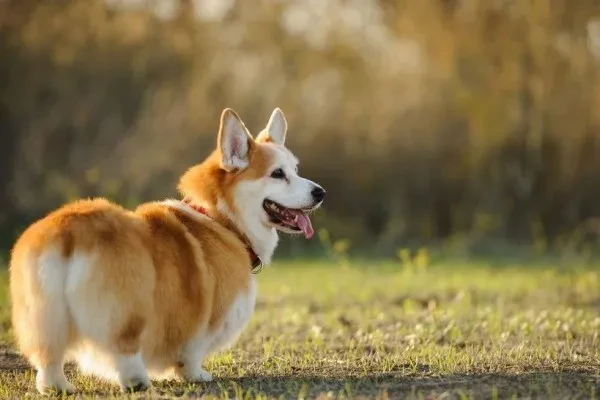 4 Juni 2024: Merayakan Si Corgi dan Kisah Asal-Usulnya