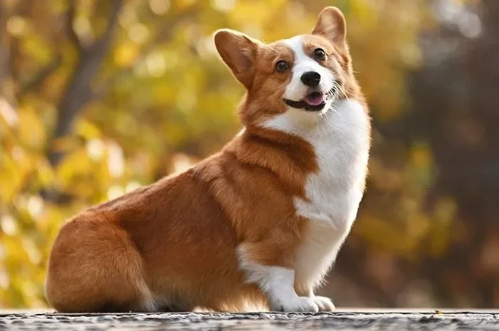 Corgi: Anjing Kecil yang Menggemaskan
