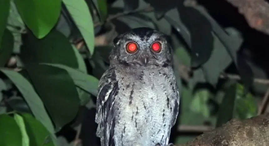 Arti Burung Hantu di Atap Rumah, Benarkah Pertanda Mistis? Fakta dan Mitos Terlengkap