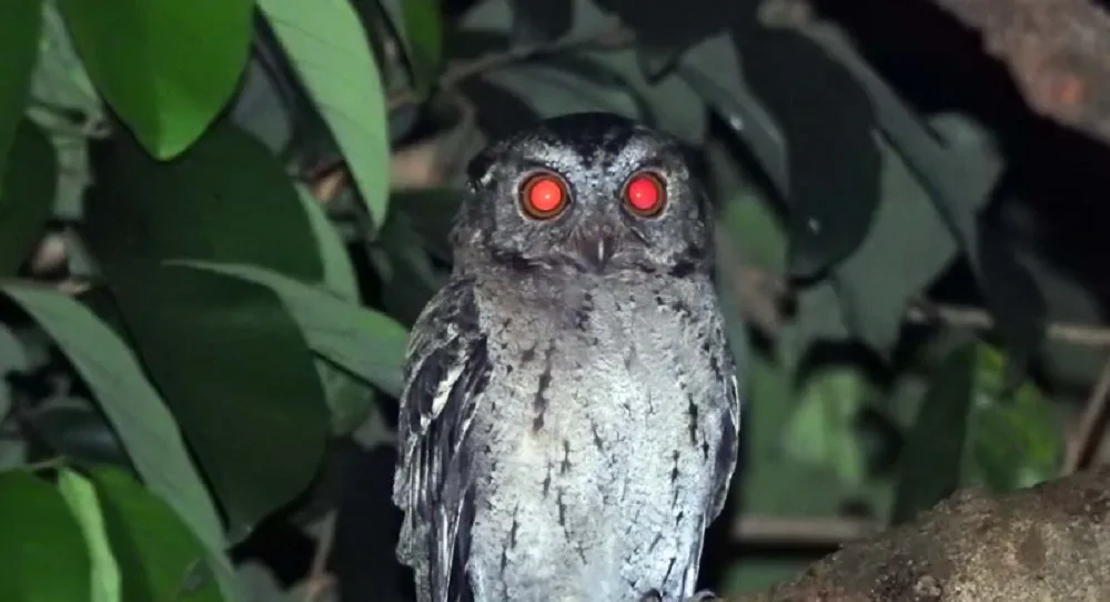 Arti Burung Hantu di Atap Rumah, Benarkah Pertanda Mistis? Fakta dan Mitos Terlengkap