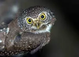 Panduan Mengusir Burung Hantu di Atap Rumah dengan Cara Aman dan Efektif, Memulihkan Kenyamanan Tanpa Membahayakan Hewan