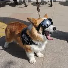 Hei Anjing! Kamu di Peringati Setiap 4 Juni, Hari Corgi Internasional