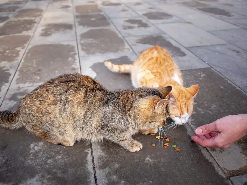 Aturan Baru GBK! Kucing Liar Dilarang Diberi Makan, Bagaimana Nasib Hewan-Hewan Ini?