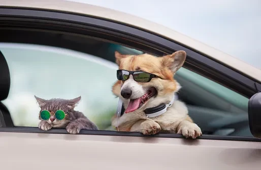 4 Juni 2024 Hari Corgi Internasional Lalu Kapan Hari Kucing Internasional?