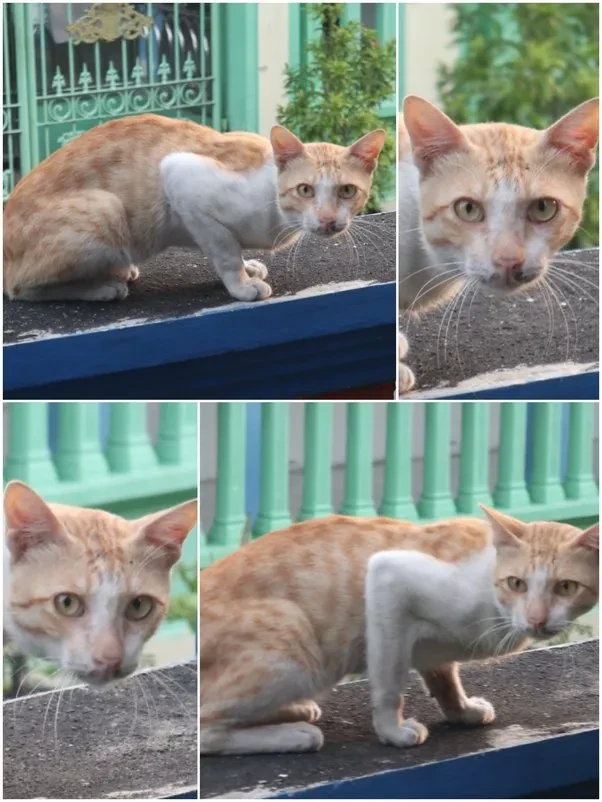 Geger! GBK Pasang Tanda Larang Beri Makan Kucing Liar, Warganet Protes