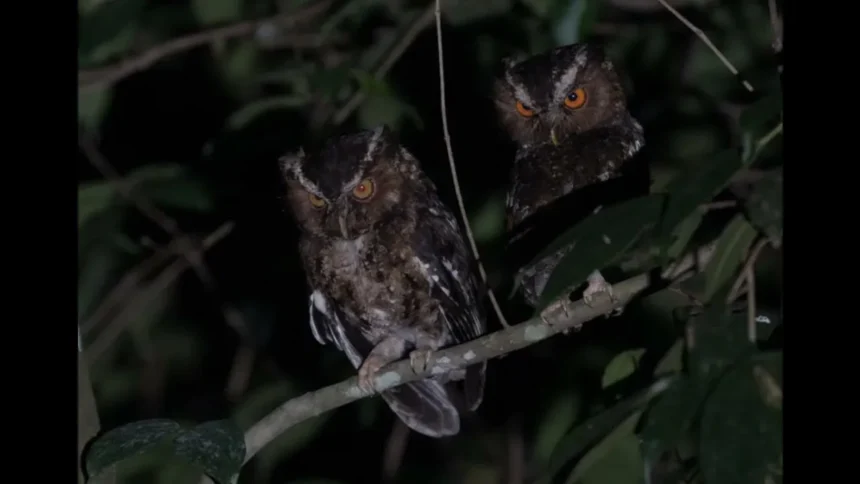 Burung Hantu Bunyi Dekat Rumah, Pertanda Apa Sebenarnya? Memahami Misteri Suara Malam
