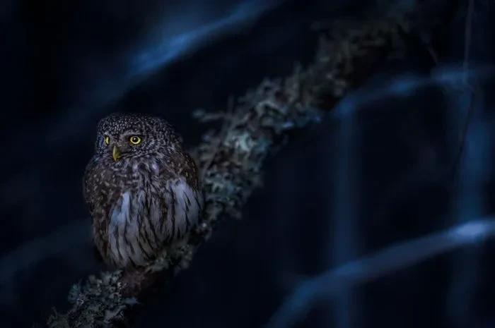 Burung Hantu di Atap Rumah, Pertanda atau Kebetulan? Menyingkap Makna di Balik Kedatangannya