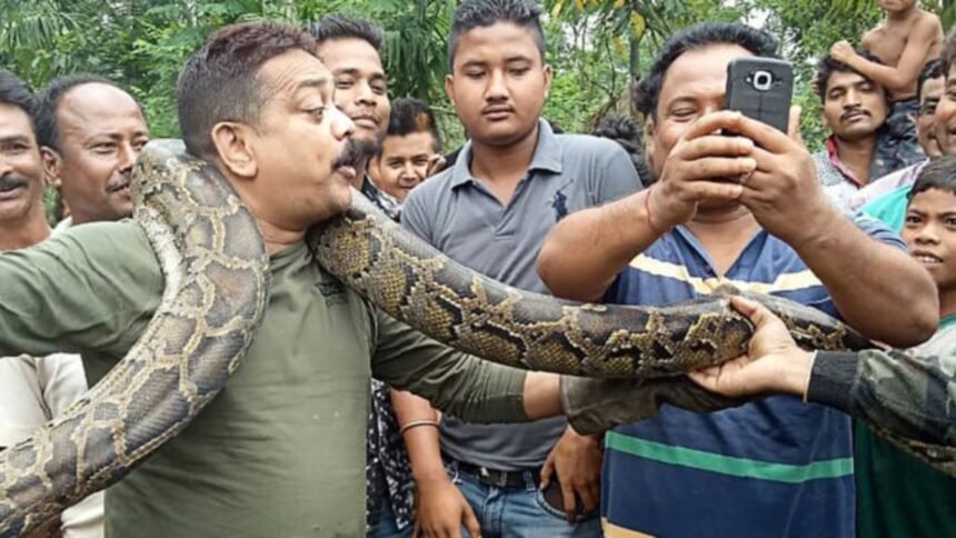 Demi Pamer Di Media Sosial, Pria Mabuk Ini Selfie Sambil Gendong Ular Piton, Tapi Malah Kena Karma!