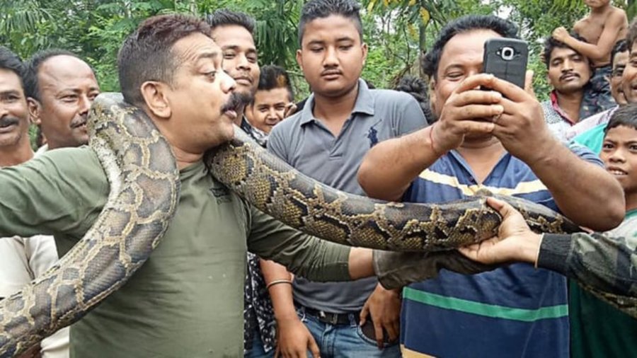 Demi Pamer Di Media Sosial, Pria Mabuk Ini Selfie Sambil Gendong Ular Piton, Tapi Malah Kena Karma!