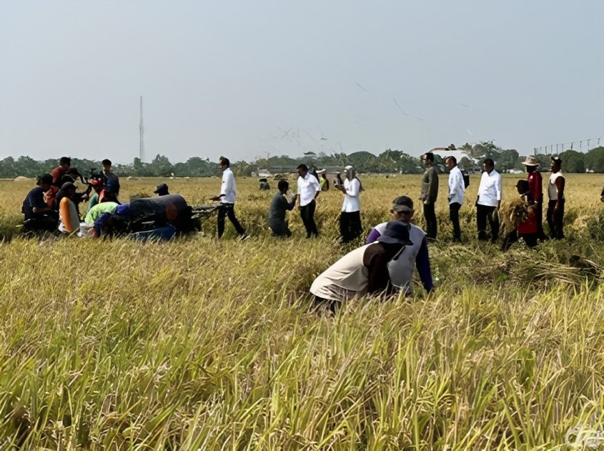 Jokowi Panen Raya Di Indramayu