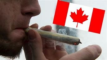 Pasar Ganja Kanada Terancam Kolaps Lima Tahun Pasca Legalisasi