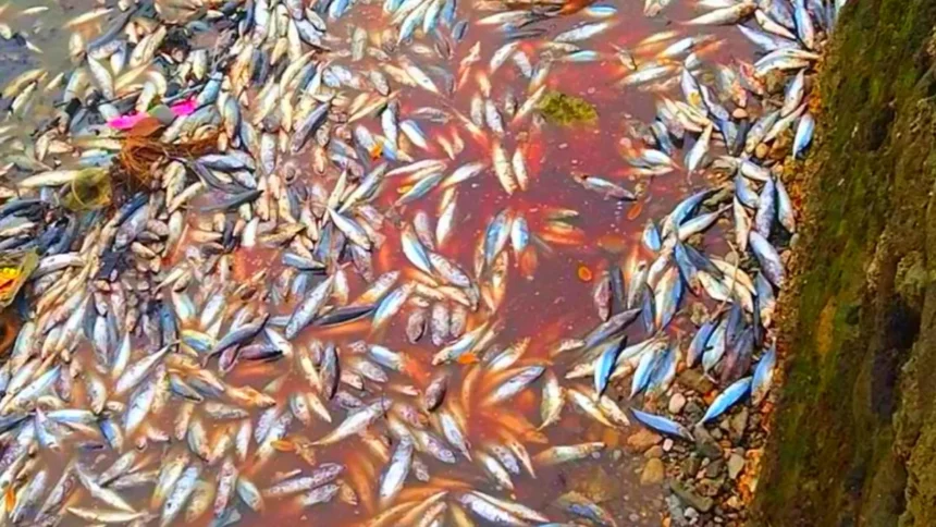 Jutaan Mayat Ikan Mengapung di Laut Jepang, Diduga Akibat Limbah industri