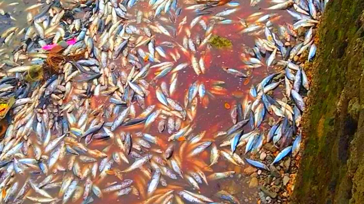 Jutaan Mayat Ikan Mengapung di Laut Jepang, Diduga Akibat Limbah industri