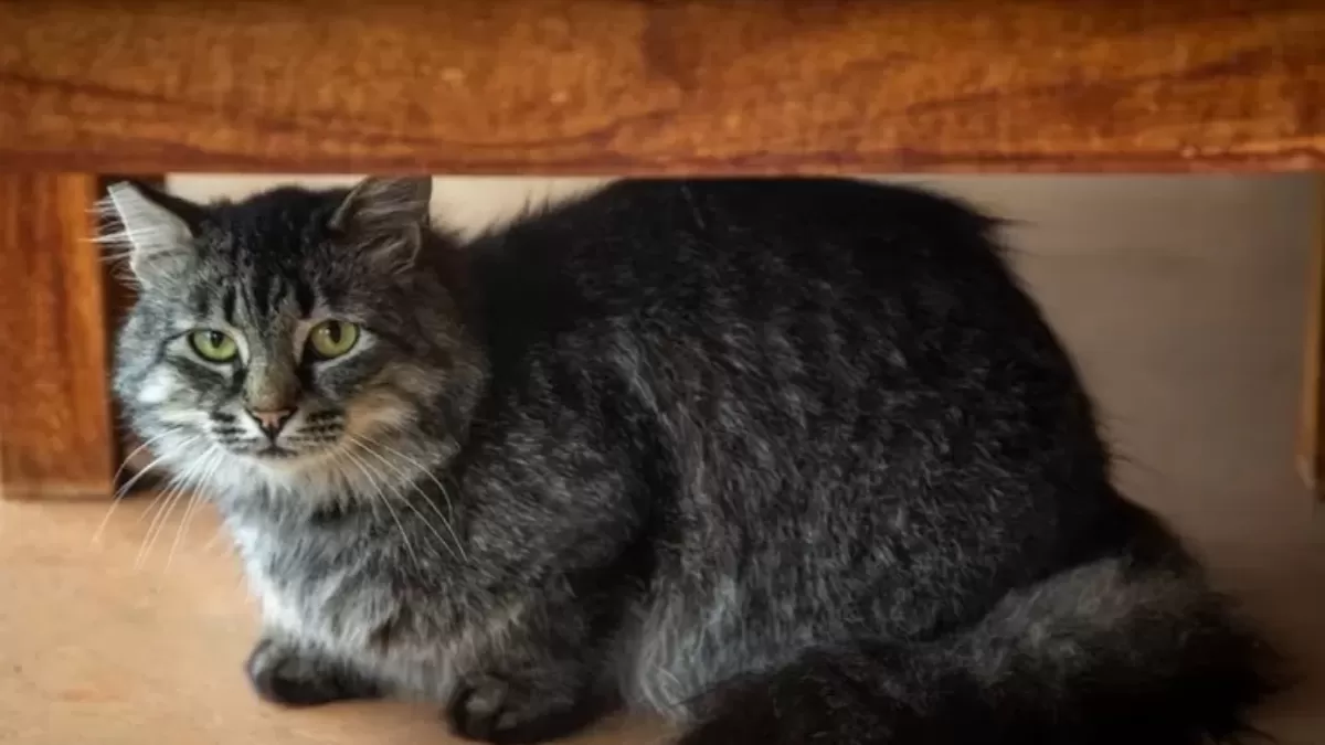 Alasan Kucing Peliharaan Bersembunyi Saat Mau Mati, Benarkah Demikian?