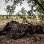 Sad Fate: Hundreds of Elephants Perish Due to Prolonged Drought in Zimbabwe National Park.”