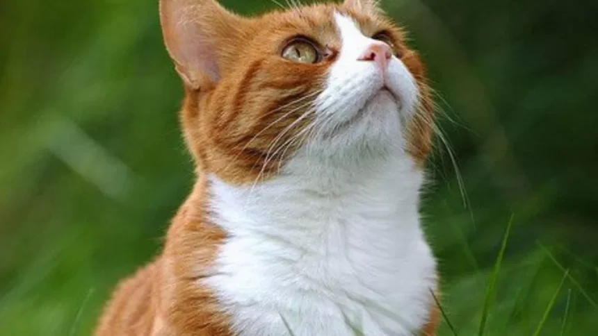 Sejarah Penyebaran Si “Meong” Alias Kucing, ke Seluruh Dunia