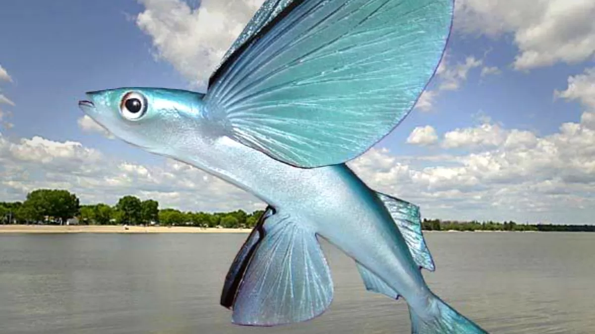 Ini Rahasianya! Ikan Terbang Bisa Benar-benar Terbang? Fakta Mengejutkan yang Akan Membuatmu Kagum!