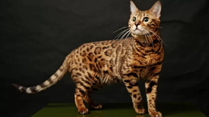 Ras Kucing yang dianggap Paling Pintar dan Bisa di Suruh-suruh Oleh Kita, Ini Dia, Wajib Pelihara Pokoknya!