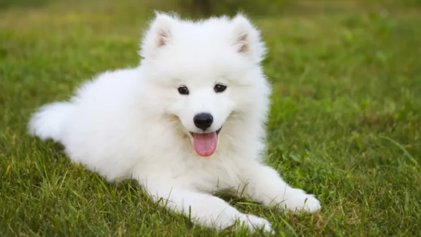 Menelusuri 7 Keunikan Ras Anjing Asal Amerika Serikat yang Mendunia, yang Patut Dipelihara Buat Jadi Teman Sehari -hari