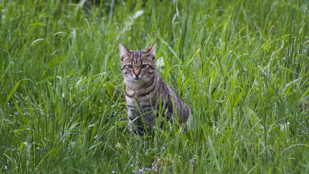 Kucing Peliharaan Selalu Minggat dari Rumah, Kenapa Ya? Ini 7 Alasan Utama Mengenai Tingkah Laku Kucing