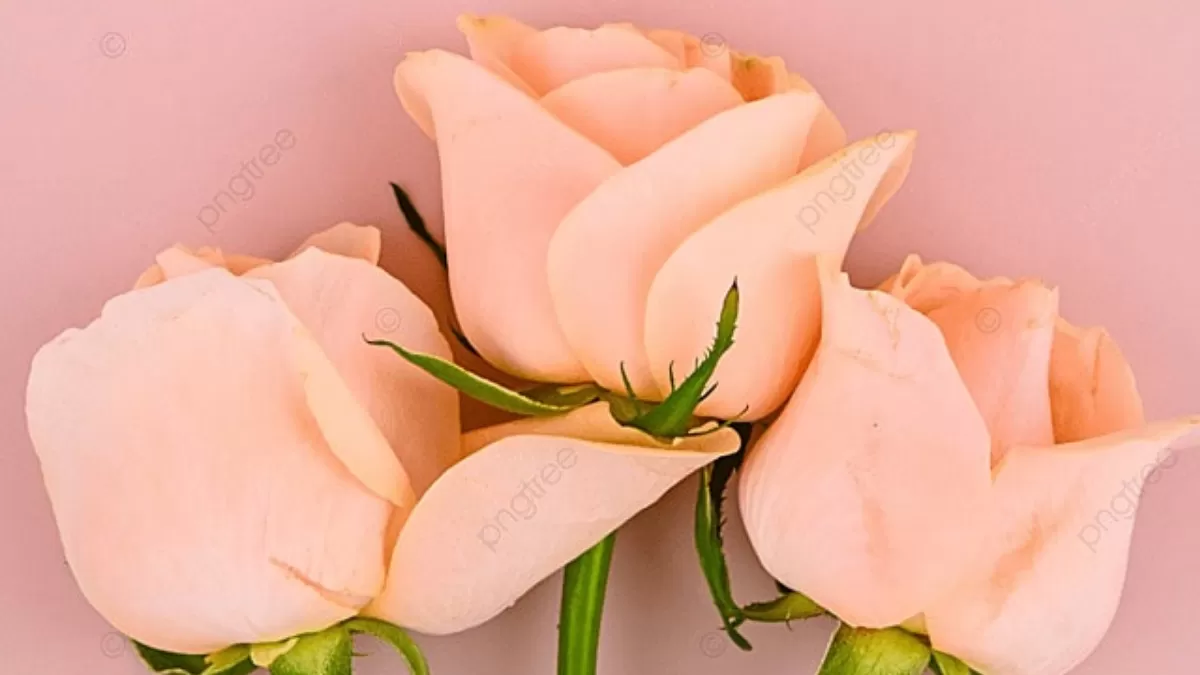 Hari Valentine Sudah Dekat, Yuk Kenali 9 Warna Bunga Mawar yang Memiliki Arti Berbeda, Agar Tidak Cuma Ngasih Doang!