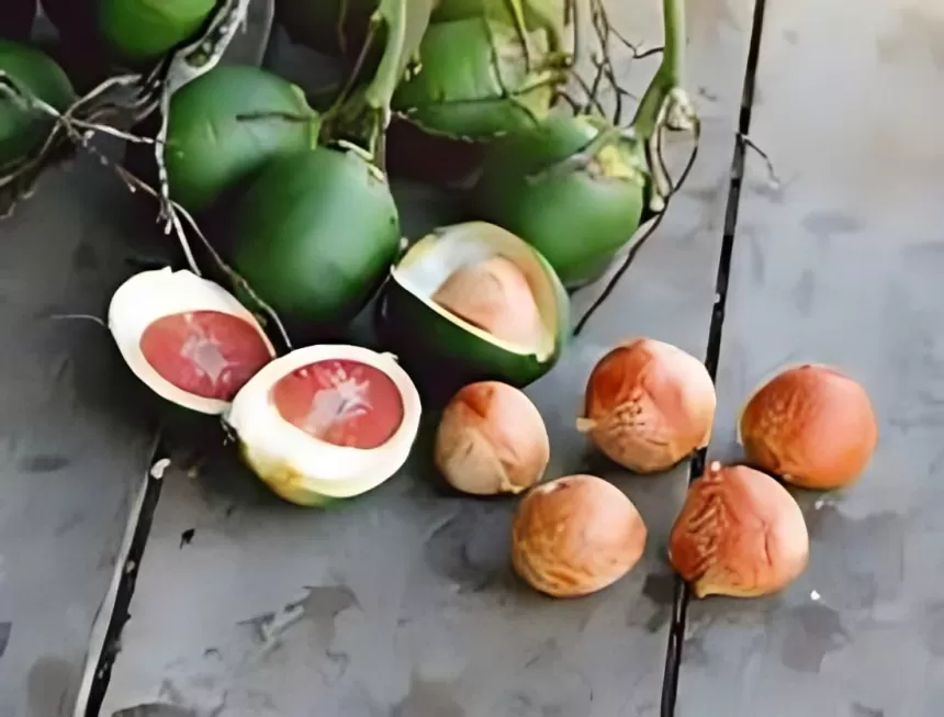 7 Manfaat Pinang Muda bagi Pengantin, Nomor 6 Bikin Kaget!