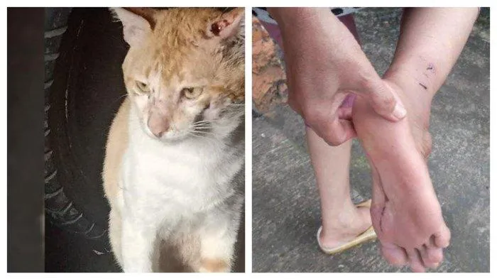 Kucing Oyen, Preman Cibinong yang Bikin Resah Warga Berakhir di Tangan DAMKAR