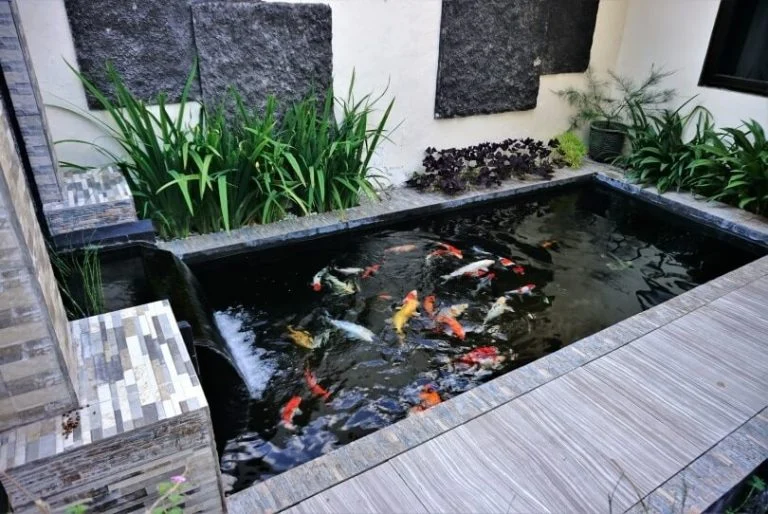 12 Ide Desain Kolam Ikan Mini yang Cantik dan Asri, Yuk Sulap Rumah Anda Agar Tidak Terkesan Membosankan!