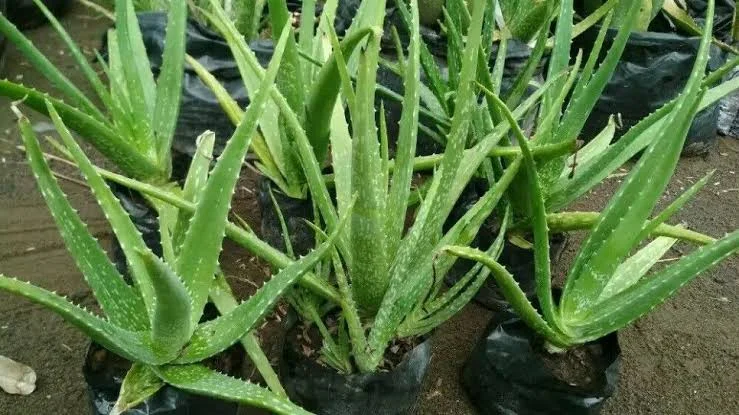 Cara Menghilangkan Komedo Secara Alami dan Permanen