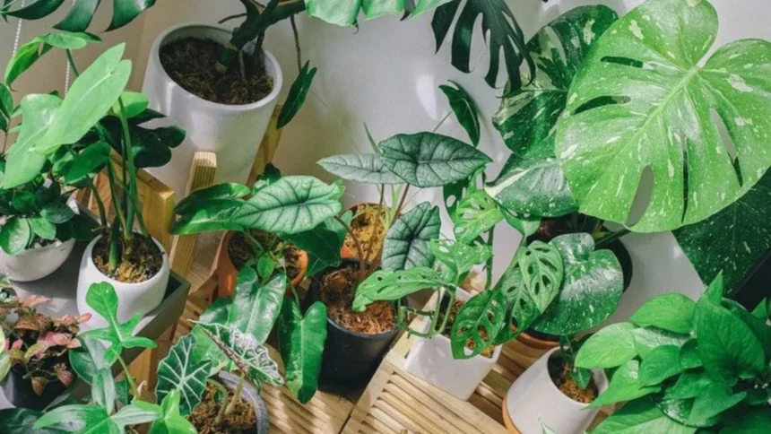 7 Tanaman Hias yang Gak Cuma Cantik, Tapi Juga Gampang Dirawat. Yuk, Coba Tanam!