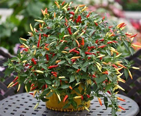 5 Cara Jitu Menyimpan Cabai untuk Stok Puasa: Simak Ulasan Lengkapnya