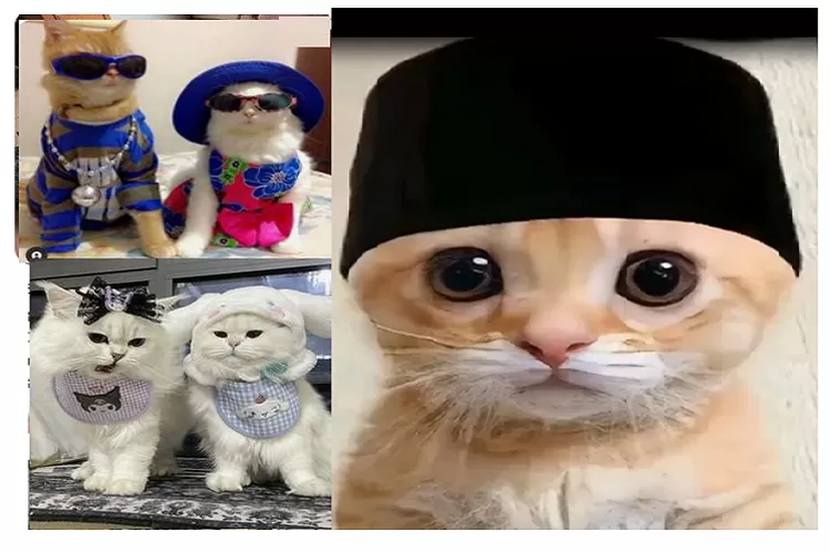 5 PP Kucing Ramadhan Pakai Peci yang Bikin Gemas