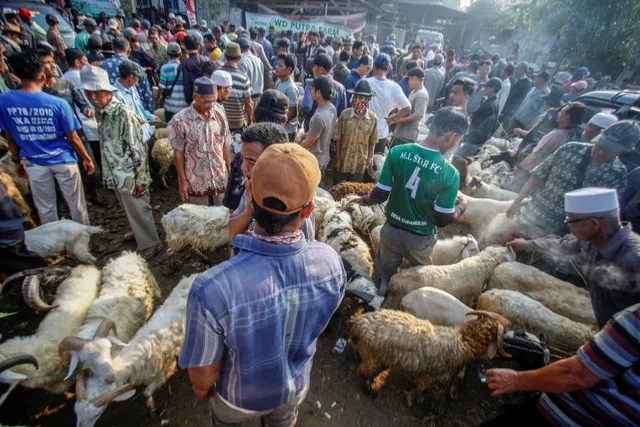 Qurban Idul Adha: Tradisi atau Kebutuhan? Membongkar Makna di Balik Ritual