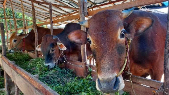 Qurban Idul Adha 2024: Memilih Hewan Kurban Berkualitas atau Murah Meriah?