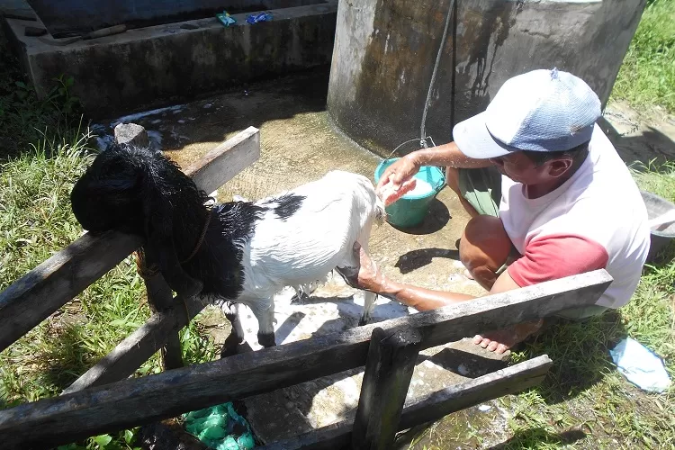 Segera Cek! Tanda-tanda Kesehatan Kambing dan Domba yang Perlu Kamu Ketahui